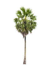 Sugar palm tree isolated on white