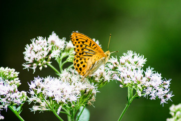 butterfly on flower