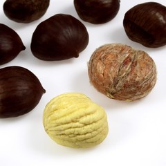 Chestnuts, castanea sativa, Fruits against White Background