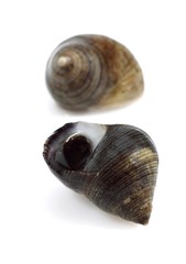 Common Periwinckle, littorina littorea, Shell against White Background