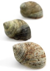 Common Periwinckle, littorina littorea, Shell against White Background