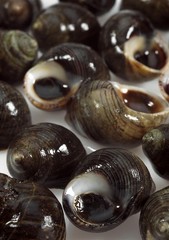 Common Periwinckle, littorina littorea, Shells