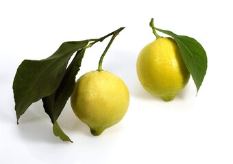 Yellow Lemon, citrus limonum, Fruit against White Background