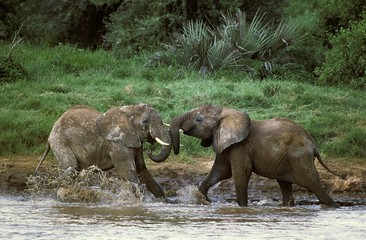 Fototapeta premium African Elephant, loxodonta africana, Youngs playing in River, Masai Mara Park in Kenya