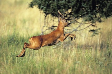 Roe Deer, capreolus capreolus, Male running © slowmotiongli