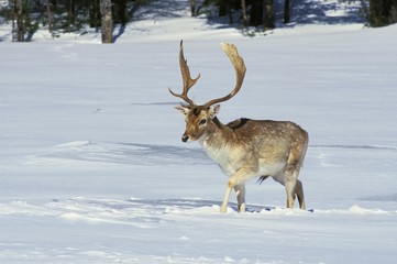 Fallow Deer, dama dama, Male standing on Snow