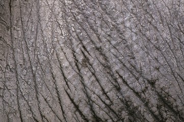 African Elephant, loxodonta africana, Close Up of Skin, Masai Mara Park in Kenya