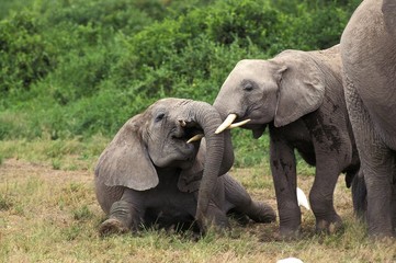 Naklejka na ściany i meble African Elephant, loxodonta africana, Calf playing, Masai Mara Park in Kenya