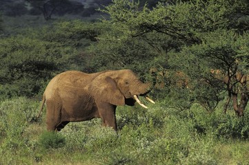 African Elephant, loxodonta africana, Adult standing in Bush, Masai Mara Park in Kenya
