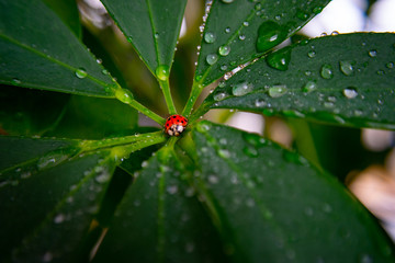 ladybug on a leaf with water drops