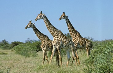 Masai Giraffe, giraffa camelopardalis tippelskirchi, Group walking through Savanna, Kenya