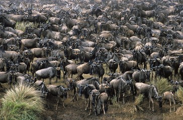 Blue Wildebeest, connochaetes taurinus, Herd ready for crossing Mara River during Migration, Masai Mara Park in Kenya
