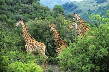 Fototapeta premium Rothschild's Giraffe, giraffa camelopardalis rothschildi, Herd emerging from Bush, Nakuru park in Kenya
