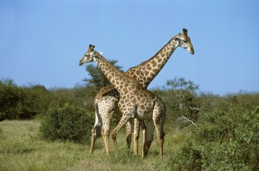 Masai Giraffe, giraffa camelopardalis tippelskirchi, Adults in the Bush, Kenya
