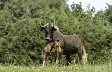 Blacke Wildebeest, connochaetes gnou, Female with Calf