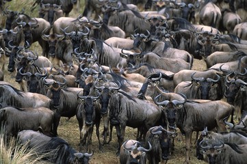 Blue Wildebeest, connochaetes taurinus, Herd ready for crossing Mara River during Migration, Masai Mara Park in Kenya