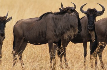 Blue Wildebeest, connochaetes taurinus, Herd standing in Dry Grass, Masai Mara Park in Kenya