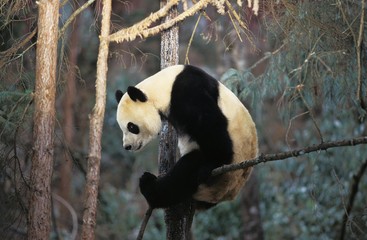 Giant Panda, ailuropoda melanoleuca, Adult standing in Tree, Wolong Reserve in China
