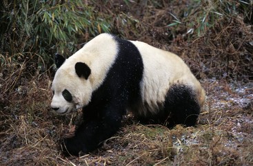 Obraz na płótnie Canvas Giant Panda, ailuropoda melanoleuca, Adult standing in Ground, Wolong Reserve in China