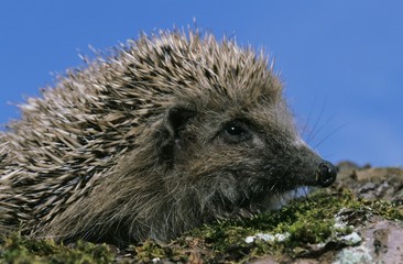 European Hedgehog, erinaceus europaeus, Adult against Blue Sky, Normandy