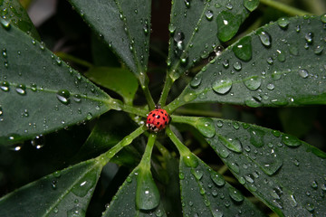 ladybug on a leaf with water drops