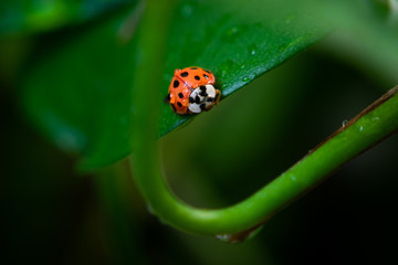 ladybug on a leaf with water drops