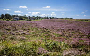 Fototapeta na wymiar sylt island meadow landscape germany
