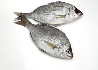 Grey Sea Bream, spondyliosoma cantharus, Fresh Fish against White Background