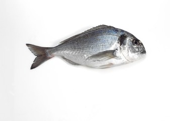 Gilthead Bream, sparus auratus, Fresh Fish against White Background