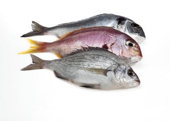 Red Sea Bream, pagellus bogaraveo, Grey Sea Bream, spondyliosoma cantharus, and Gilthead Bream, sparus auratus, Fresh Fishes against White Background