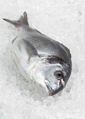 Gilthead Bream, sparus auratus, Fresh Fish on Ice