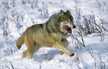 Fototapeta premium North American Grey Wolf, canis lupus occidentalis, Adult running on Snow, Canada