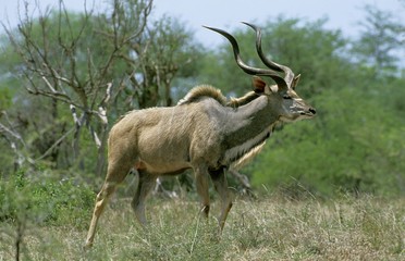 Obraz na płótnie Canvas Greater Kudu, tragelaphus strepsiceros, Male standing in Bush, Kenya