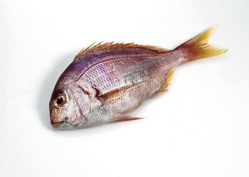 Red Sea Bream, pagellus bogaraveo, Fresh Fish against White Background