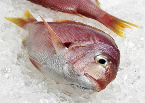 Red Sea Bream, pagellus bogaraveo, Fresh Fish on Ice