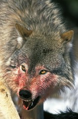 North American Grey Wolf, canis lupus occidentalis, Bloody Portrait of Adult Snarling, on a Kill, Canada © slowmotiongli