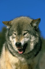 North American Grey Wolf, canis lupus occidentalis, Portrait of Adult Snarling, Canada