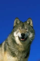North American Grey Wolf, canis lupus occidentalis, Portrait of Adult against Blue Sky, Canada