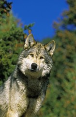 North American Grey Wolf, canis lupus occidentalis, Portrait of Adult, Canada