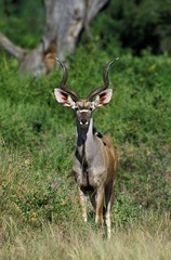 Greater Kudu, tragelaphus strepsiceros, Male standing in Bush, Kenya