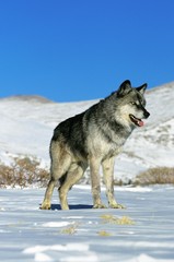 North American Grey Wolf, canis lupus occidentalis, Adult standing on Snow, Canada