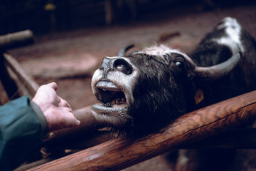 Hungriger Wasserb&uuml;ffel