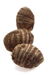 Eddo, colocasia esculenta, tuber of Dasheen Plant, Vegetable against White Background