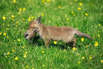 Red Fox, vulpes vulpes, Pup with a Kill, a Young Rabbit, Normandy