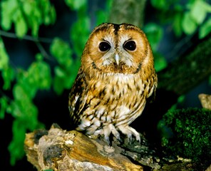 Eurasian Tawny Owl, strix aluco, Adult standing on Branch