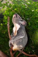 Koala, phascolarctos cinereus, Male standing on Branch, Calling