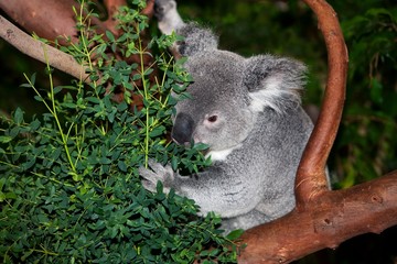 Koala, phascolarctos cinereus, Male eating Eucalyptus Leaves