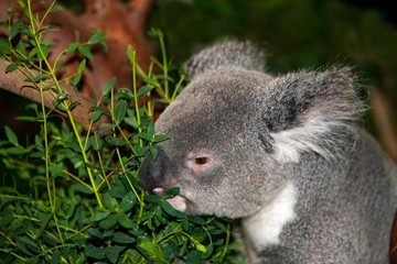 Koala, phascolarctos cinereus, Male eating Eucalyptus Leaves