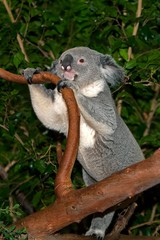 Koala, phascolarctos cinereus, Male standing on Branch