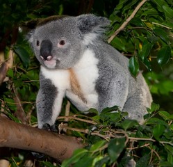 Fototapeta na wymiar Koala, phascolarctos cinereus, Male standing on Branch
